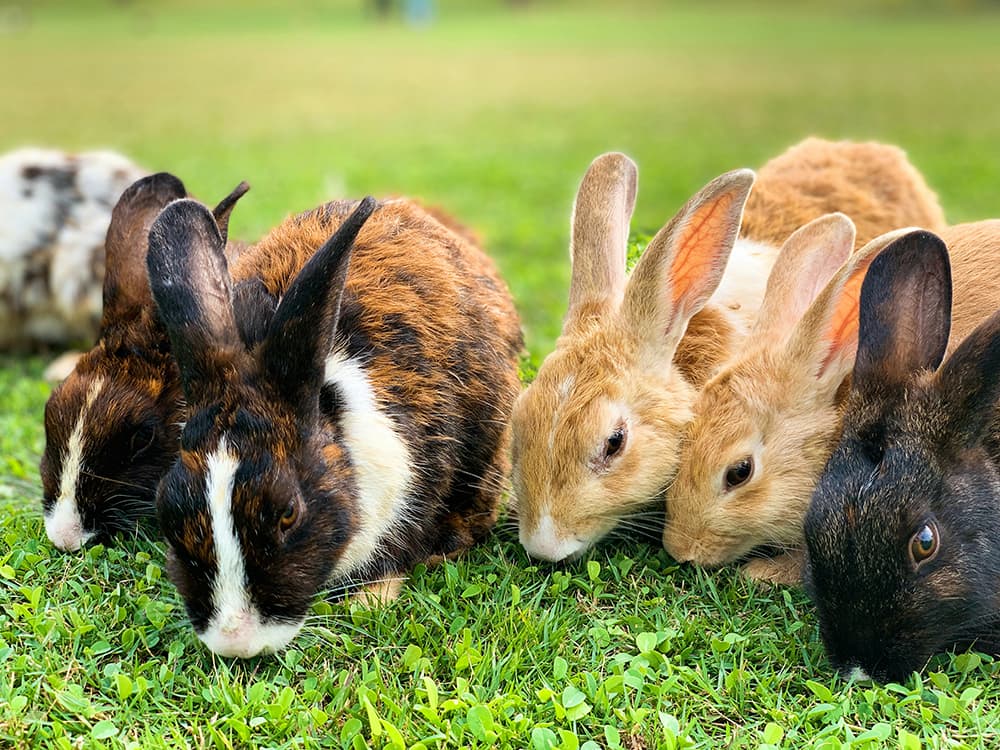 aswathy-n-srMHHWCTvcU-unsplash Bunnies