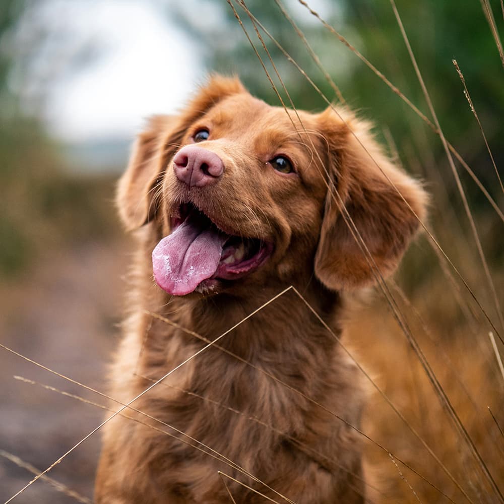 jamie-street-UtrE5DcgEyg-unsplash Dog smiling