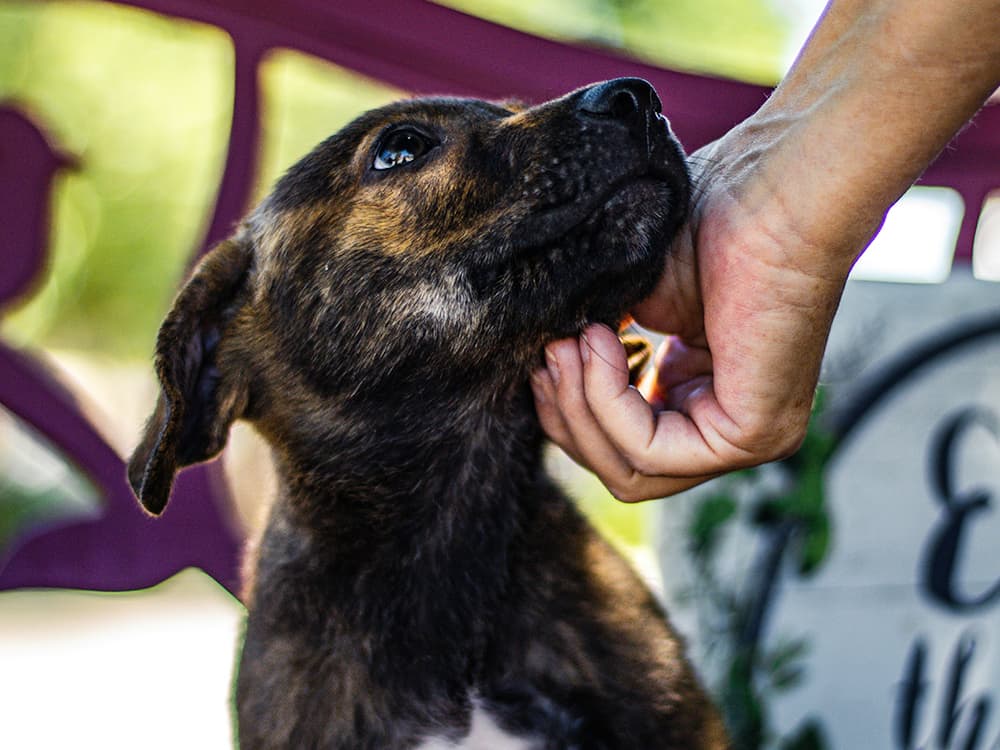 madeline-bowen-O3L9n7_QI70-unsplash Dog being scratched