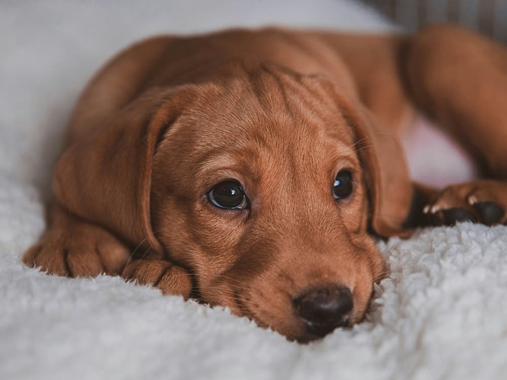 nima-naseri-Cm_sZkcIcvo-unsplash A puppy laying down