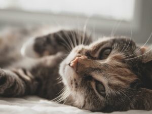 Cat laying down